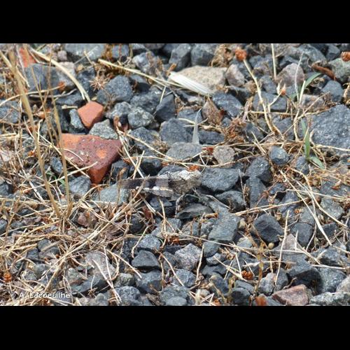 <i>Oedipoda caerulescens caerulescens</i> (Linnaeus, 1758) &copy; A. Lacoeuilhe