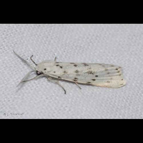 <i>Coscinia cribraria</i> (Linnaeus, 1758) © J. Touroult