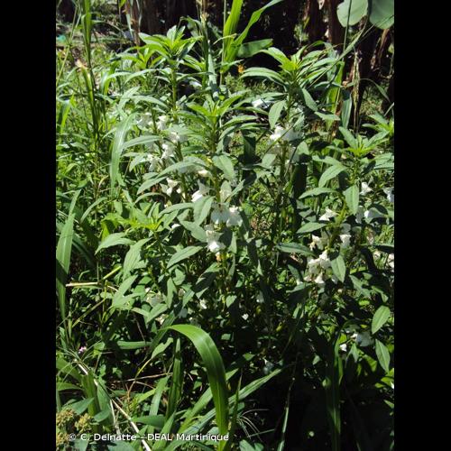 <i>Impatiens balsamina</i> L., 1753 © C. Delnatte - DEAL Martinique