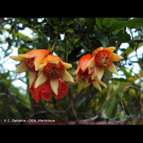 <i>Punica granatum</i> L., 1753 © C. Delnatte - DEAL Martinique