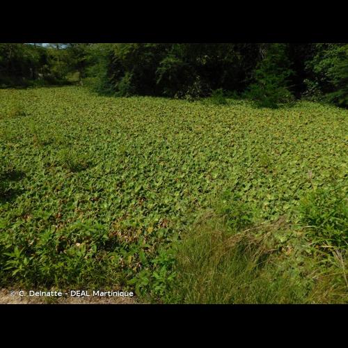 <i>Pistia stratiotes</i> L., 1753 © C. Delnatte - DEAL Martinique