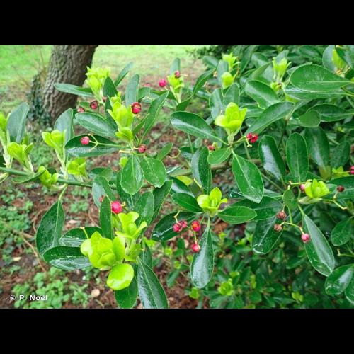 <i>Euonymus japonicus</i> L.f., 1780 © P. Noël