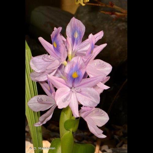 <i>Pontederia crassipes</i> Mart., 1823 © D. Massemin