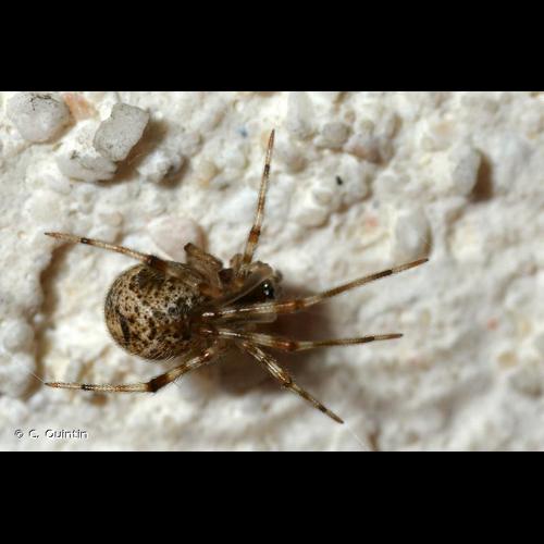 <i>Parasteatoda tepidariorum</i> (C.L. Koch, 1841) © C. Quintin