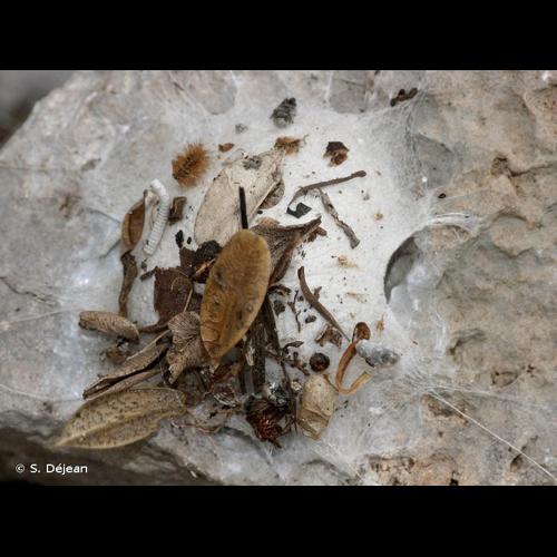 <i>Uroctea durandi</i> (Latreille, 1809) © S. Déjean