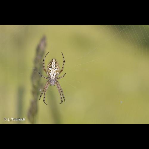 <i>Aculepeira ceropegia</i> (Walckenaer, 1802) © J. Touroult