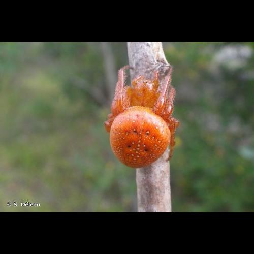 <i>Araneus alsine</i> Walckenaer, 1802 © S. Déjean