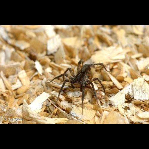 <i>Pardosa prativaga</i> (L. Koch, 1870) &copy; S. Déjean