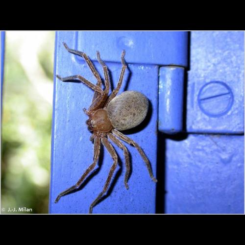 <i>Olios argelasius</i> (Walckenaer, 1806) © J.-J. Milan