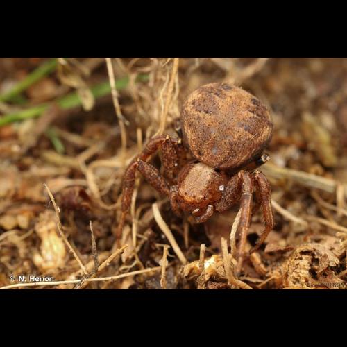 <i>Xysticus luctator</i> L. Koch, 1870 &copy; N. Henon