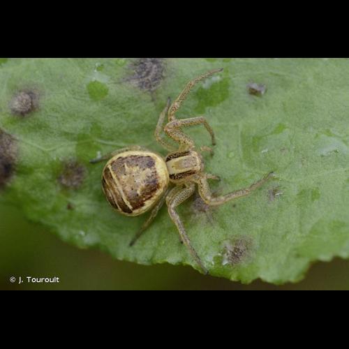 <i>Xysticus ulmi</i> (Hahn, 1831) &copy; J. Touroult