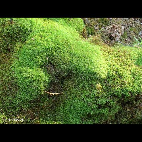 <i>Gymnostomum aeruginosum</i> Sm., 1804 &copy; H. TINGUY