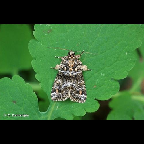 <i>Callopistria latreillei</i> (Duponchel, 1828) &copy; D. Demergès