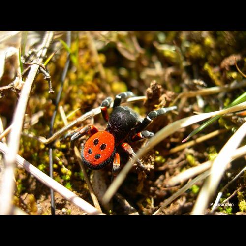 <i>Eresus kollari</i> Rossi, 1846 © P. Gourdain