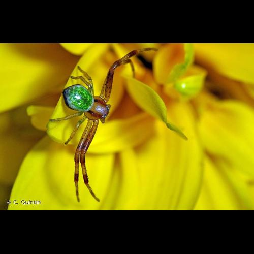 <i>Ebrechtella tricuspidata</i> (Fabricius, 1775) &copy; C. Quintin