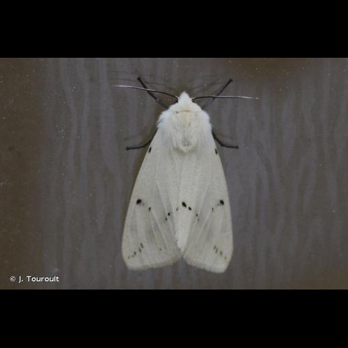 <i>Spilarctia lutea</i> (Hufnagel, 1766) &copy; J. Touroult