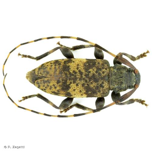 <i>Leiopus linnei</i> Wallin, Nylander & Kvamme, 2009 &copy; P. Zagatti