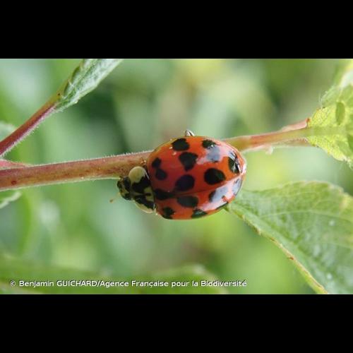 <i>Harmonia axyridis</i> (Pallas, 1773) &copy; Benjamin GUICHARD/Agence Française pour la Biodiversité