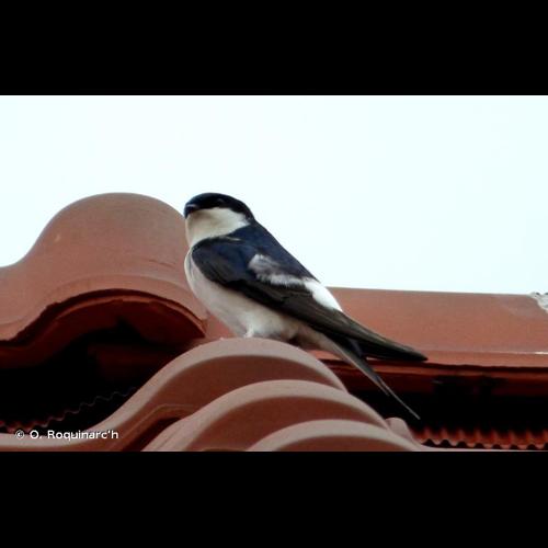 <i>Delichon urbicum</i> (Linnaeus, 1758) © O. Roquinarc'h