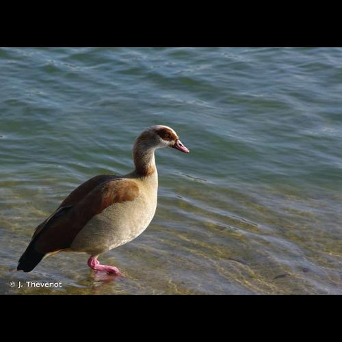 <i>Alopochen aegyptiaca</i> (Linnaeus, 1766) &copy; J. Thevenot