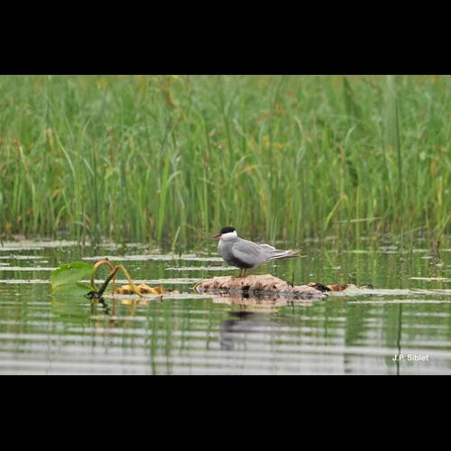 <i>Chlidonias hybrida</i> (Pallas, 1811) &copy; J.P. Siblet
