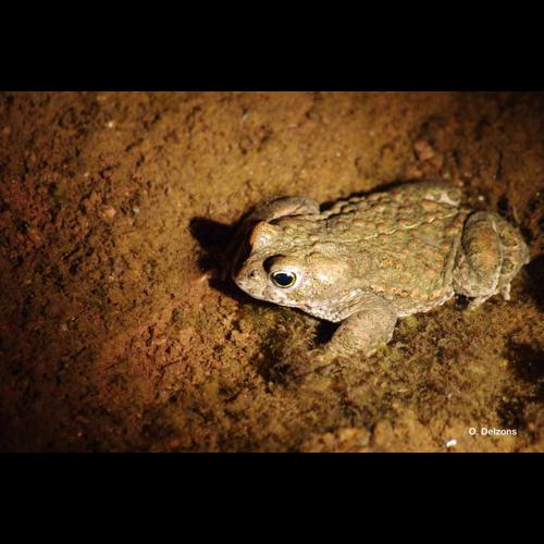 <i>Epidalea calamita</i> (Laurenti, 1768) © O. Delzons