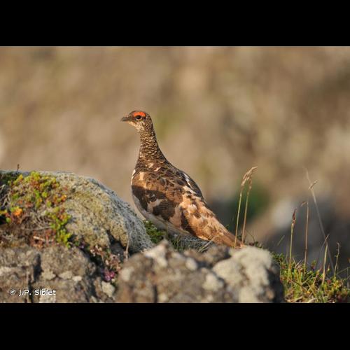 <i>Lagopus muta</i> (Montin, 1776) © J.P. Siblet