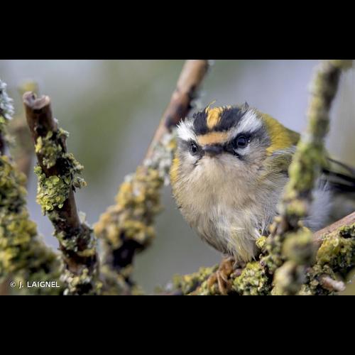 <i>Regulus ignicapilla</i> (Temminck, 1820) &copy; J. LAIGNEL