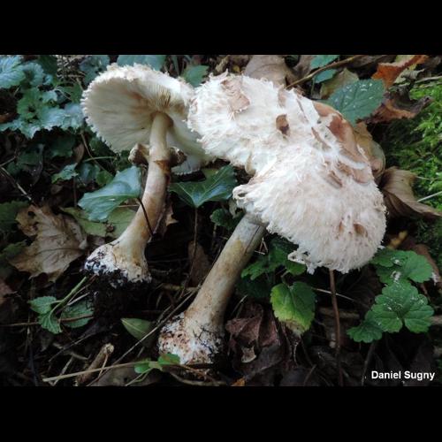 <i>Chlorophyllum brunneum</i> (Farl. & Burt) Vellinga, 2002 © D. Sugny
