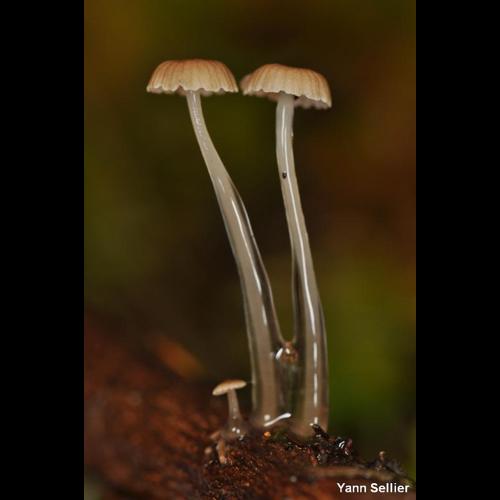 <i>Roridomyces roridus</i> (Fr.) Rexer, 1994 © Y. Sellier