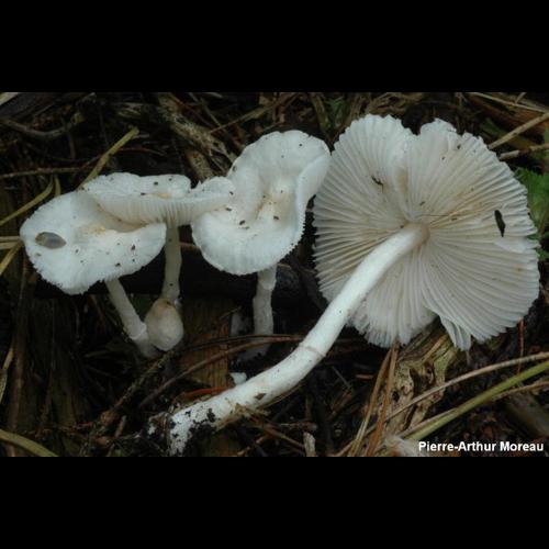 <i>Sericeomyces sericeus</i> (Cool) Contu, 1991 © PA. Moreau