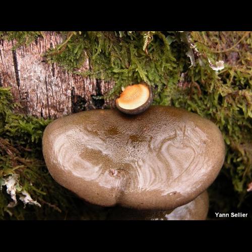 <i>Sarcomyxa serotina</i> (Pers.) P.Karst., 1891 © Y. Sellier