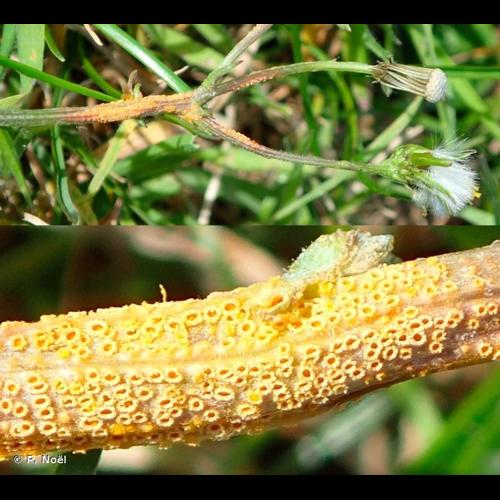 <i>Puccinia lagenophorae</i> Cooke, 1884 © P. Noël