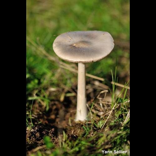 <i>Volvopluteus gloiocephalus</i> (DC.) Vizzini, Contu & Justo, 2011 © Y. Sellier