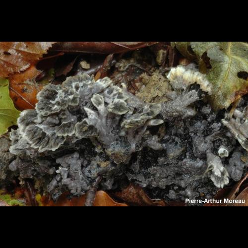 <i>Tomentella fuscocinerea</i> (Pers.) Donk, 1933 © PA. Moreau