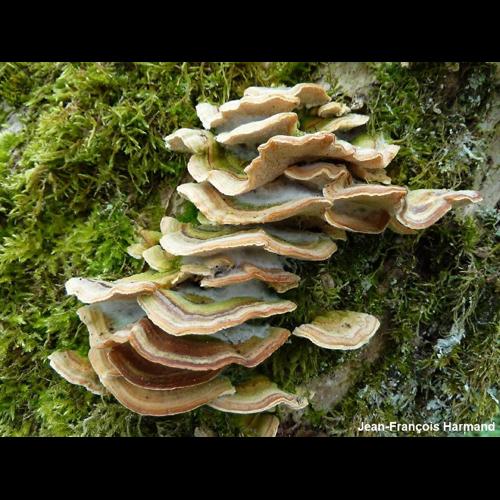 <i>Trametes ochracea</i> (Pers.) Gilb. & Ryvarden, 1987 © JF. Harmand