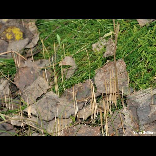 <i>Macrotyphula juncea</i> (Alb. & Schwein.) Berthier, 1974 © Y. Sellier