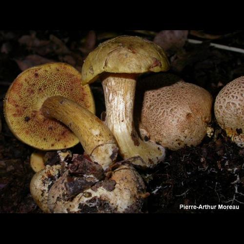 <i>Pseudoboletus parasiticus</i> (Bull.) Šutara, 1991 © PA. Moreau