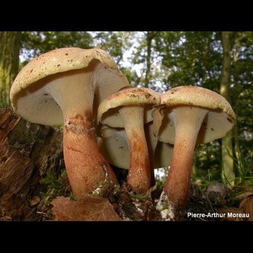 <i>Neolentinus degener</i> (Kalchbr.) Hrouda, 2001 &copy; PA. Moreau