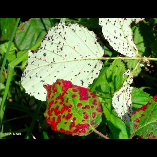 <i>Phragmidium violaceum</i> (Schultz) Brockm., 1863 © P. Noël