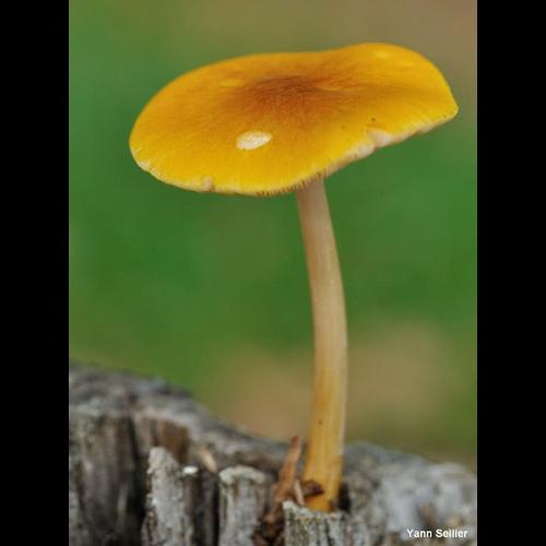 <i>Pluteus leoninus</i> (Schaeff.) P.Kumm., 1871 © Y. Sellier