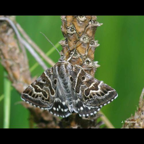 <i>Euclidia mi</i> (Clerck, 1759) &copy; J. Thévenot