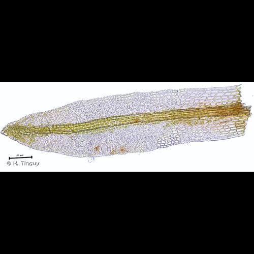 <i>Gyroweisia tenuis</i> (Hedw.) Schimp., 1876 &copy; H. Tinguy