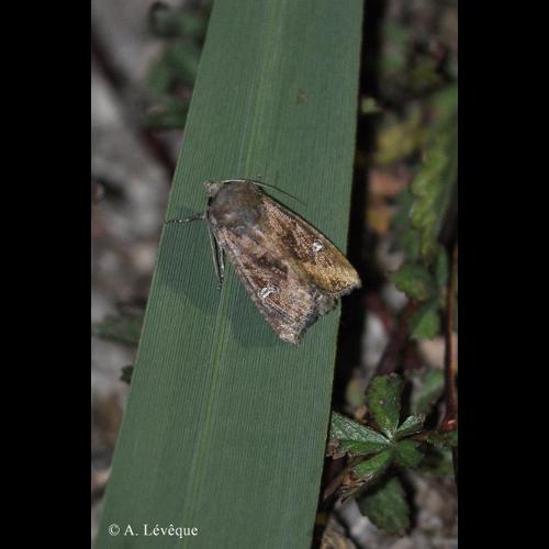 <i>Helotropha leucostigma</i> (Hübner, 1808) © A. Lévêque