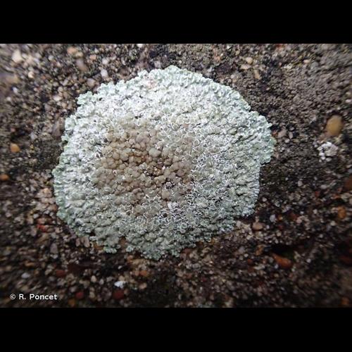 <i>Protoparmeliopsis muralis</i> (Schreb.) M.Choisy, 1929 © R. Poncet