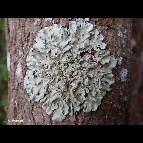 <i>Flavoparmelia caperata</i> (L.) Hale, 1986 © R. Poncet