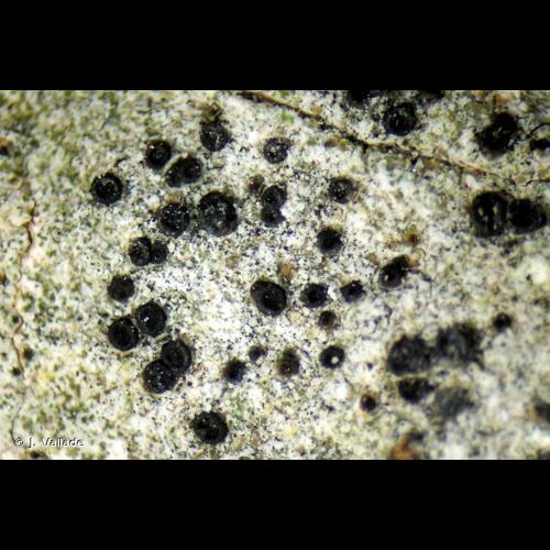 <i>Amandinea punctata</i> (Hoffm.) Coppins & Scheid., 1993 © J. Vallade