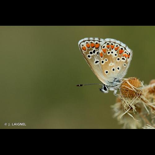 <i>Aricia agestis</i> (Denis & Schiffermüller, 1775) &copy; J. LAIGNEL