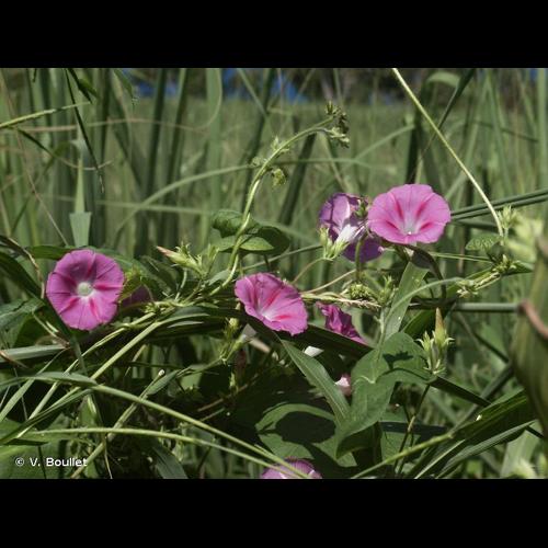 <i>Ipomoea purpurea</i> (L.) Roth, 1787 © V. Boullet