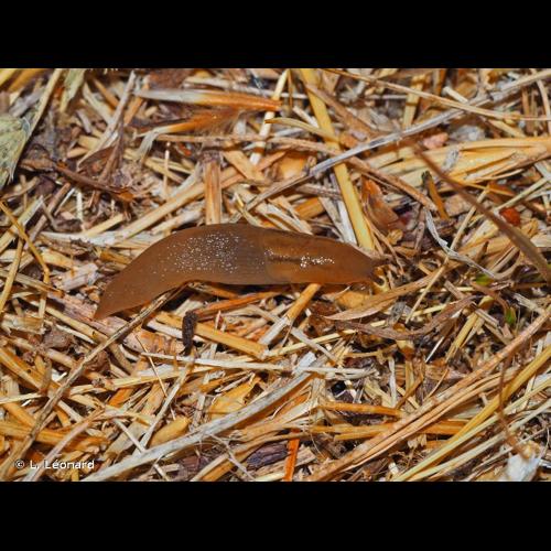 <i>Ambigolimax valentianus</i> (A. Férussac, 1822) © L. Léonard